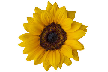 Clipping path, sunflower isolated on white background.