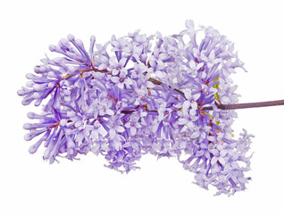 light purple lush lilac inflorescence on white