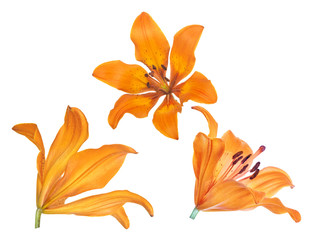 orange lily three blooms isolated on white