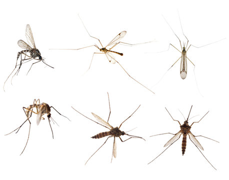 Six Mosquitoes Isolated On White