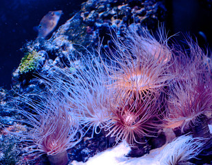 algae waving under water. undersea world. Moving fish, colorful corals.