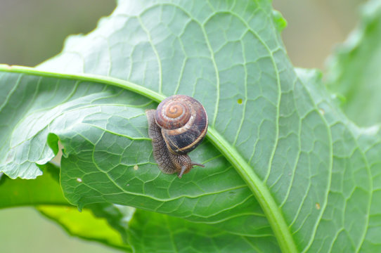 Curious little snail in the garden on green leaf