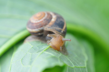 Curious little snail in the garden on green leaf