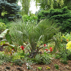 Obraz premium Palmier Butia eriospatha dans un massif