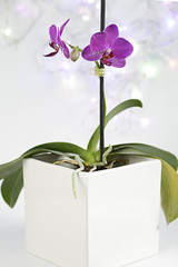 Pot with two pink orchids on a white background