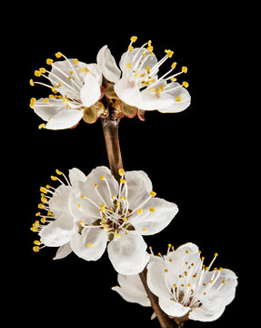 Flower apricots isolated on a black background