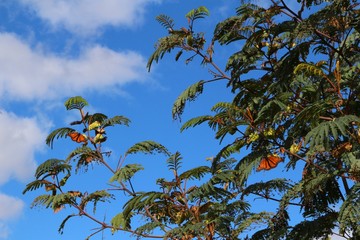 Orange Monarch butterflies in branches in front of the blue sky
