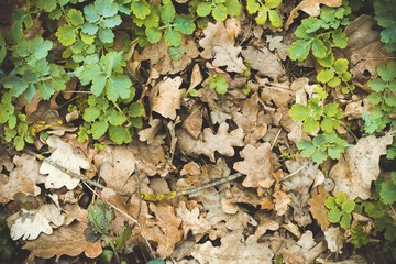 Dry oak leaves on the ground for background. Macro shot.
