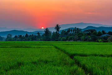 Rice field Mae Kon at sunset in Chiang Rai,Thailand