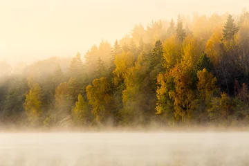 Fotobehang Swedish autumnal tree landscape during early morning misty © Johan