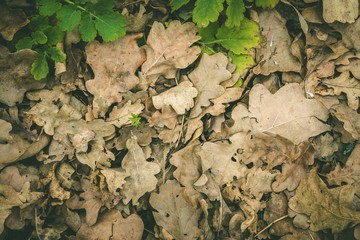 Dry oak leaves on the ground for background. Macro shot.