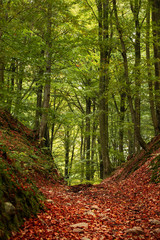 Beech forest in Söderåsens national park in Sweden