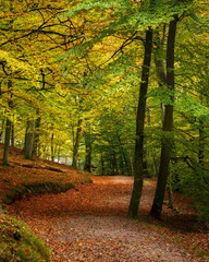 Söderåsens national park in Sweden