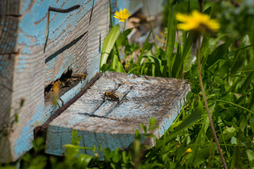 Obraz na płótnie Canvas Plenty of bees at the entrance of beehive in apiary. Honeycomb in a wooden frame, green garden in the background.