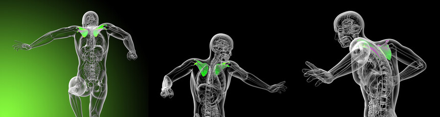 3d rendering medical illustration of the scapula bone