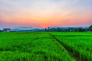 Rice field Mae Kon at sunset in Chiang Rai,Thailand