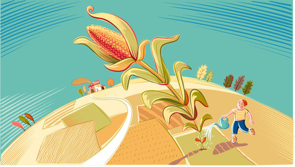 A boy is watering his gigantic corn plant © serghi8