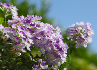 Naklejka premium Verveine des jardins