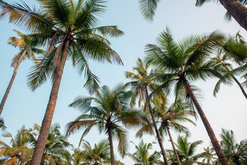 Fototapeta na wymiar treetops of palms. focus on the tops of trees