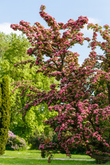 Flowers pink hawthorn. Tree pink hawthorn