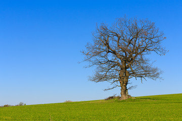 Fototapeta na wymiar alone spring tree on a green meadow with blue sky