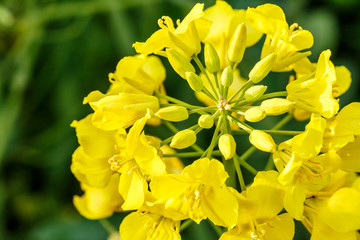 rape flower in the spring