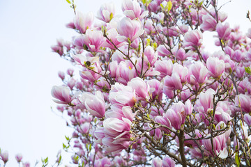 magnolia,   spring,  background