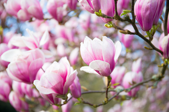 magnolia,   spring,  background
