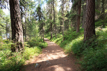 escursione nel bosco attorno al lago Champfer, in Engadina