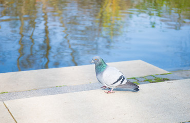 bird,  pigeon, dove