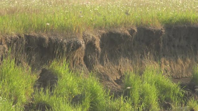 Flight Swifts Slow Motion Over Precipice of River.