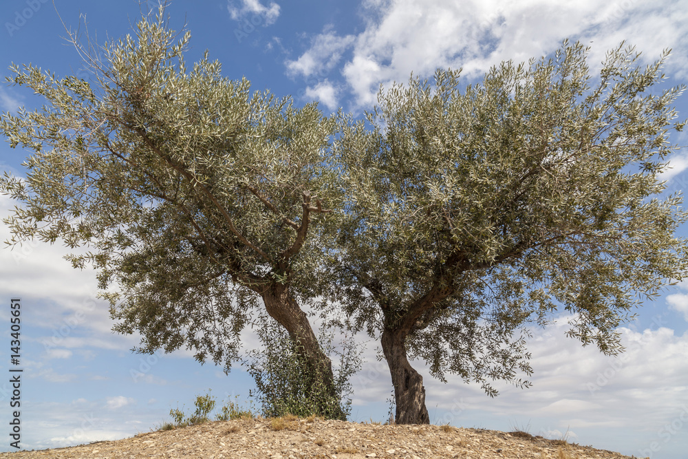 Wall mural two olive-tree.