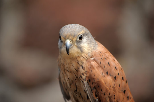 Kestrel perched on falconers glove