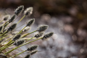 Beautiful hare’s-tail cottongrass in a natural habitat in early spring.