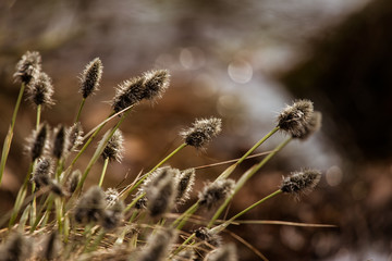 Beautiful hare’s-tail cottongrass in a natural habitat in early spring.