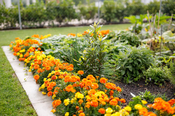 Fototapeta na wymiar Orange and yellow flowers in garden