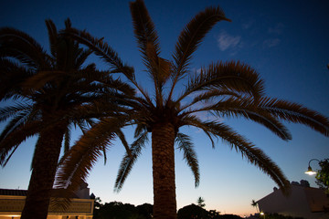 Palme in der blauen Stunde