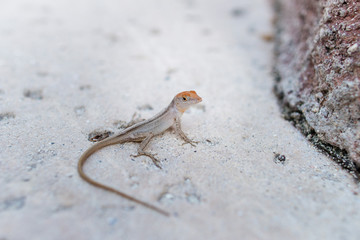 Kleiner Gekko im Sand