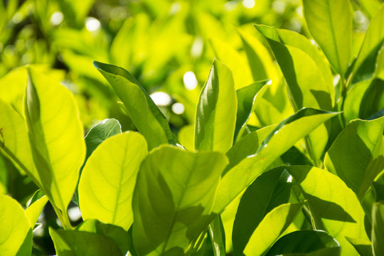 Green leaves on a bush on a sunny day