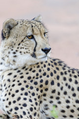 Cheetah (Acinonyx jubatus). KwaZulu Natal. South Africa
