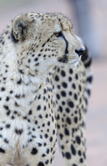 Cheetah (Acinonyx jubatus). KwaZulu Natal. South Africa