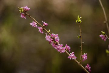 Beautiful pink daphne mezereum blossoms in a natural habitat in early spring.