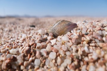 Shell on beach macro