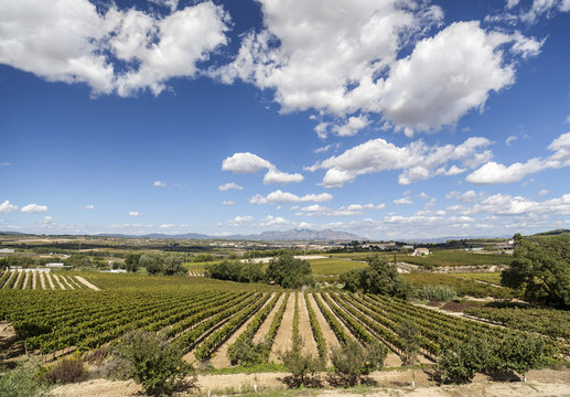 Landscape with vineyards in Penedes area,Catalonia,Spain.