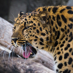 Fototapeta na wymiar The Amur leopard is a carnivore and consumes everything that can produce, regardless of size.