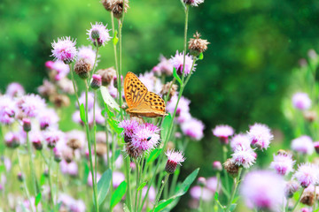 Silver-washed Fritillary (Argynnis paphia) butterfly on a thistle flower. Selective focus