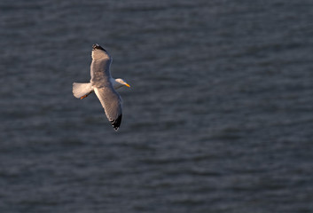 Solitary seagull, wings extended, gliding over blue sea in directional morning sunlight with eye and face lit.