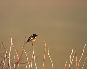 A Stonehatch bird perched at the top of reeds, in directional morning sunlight and soft-focus plain background.