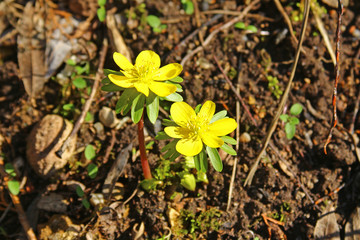 Winterling (Eranthis hyemalis)