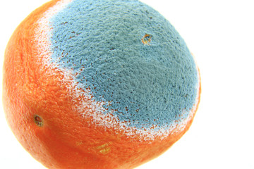 Orange verschimmelt